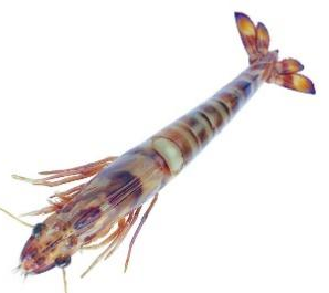 Yy易游体育科技